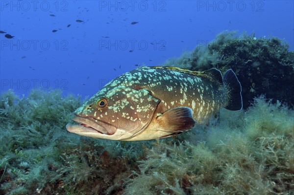 Dusky Grouper (Epinephelus marginatus), Mediterranean Sea, Majorca, Balearic Islands Balearic