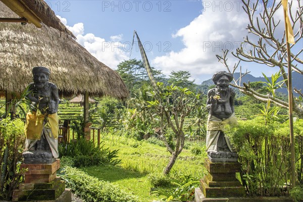 Beautiful tropical landscape. Rice fields, jungle and lots of nature on an island. Rice cultivation
