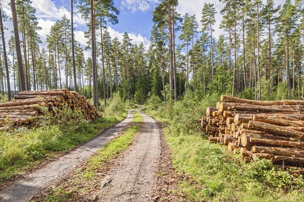 Timber piles by a logging road in a pine forest a sunny summer day