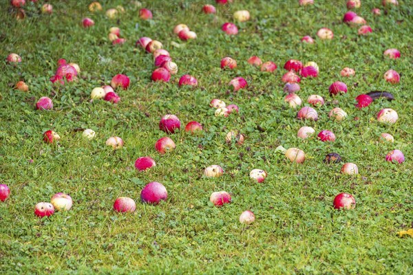 Fallen apples on the lawn in a garden