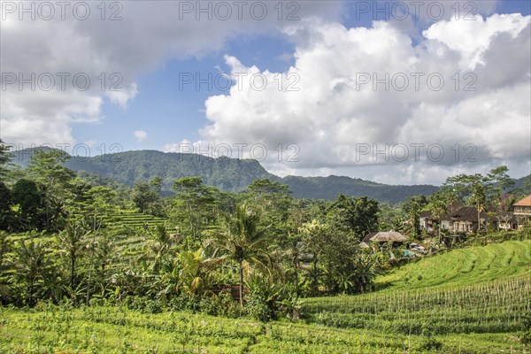Beautiful tropical landscape. Rice fields, jungle and lots of nature on an island. Rice cultivation