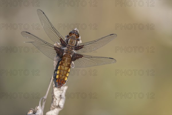 Broad-bodied Chaser (Libellula depressa) female sitting on a branch at the edge of a moor. Bas