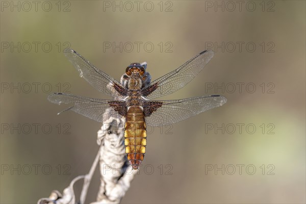 Broad-bodied Chaser (Libellula depressa) female sitting on a branch at the edge of a moor. Bas