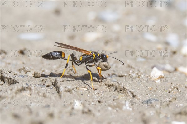 Black and yellow mud dauber (Sceliphron caementarium) looking for mud to build the nest. Bas rhin,
