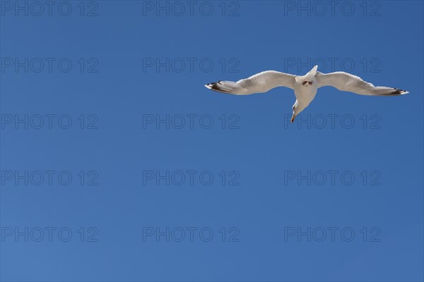 A seagull in flight in front of a clear, cloudless blue sky, Graal-Müritz, Mecklenburg-Vorpommern,