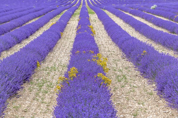 Lavender (Lavandula) listed in the inventory of intangible cultural heritage in France. Sault,