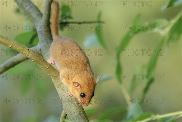 Female common dormouse (Muscardinus avellanarius) on a branch in bushy vegetation. bas rhin Alsace,