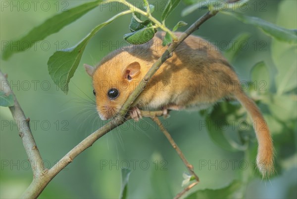 Female common dormouse (Muscardinus avellanarius) on a branch in bushy vegetation. bas rhin Alsace,