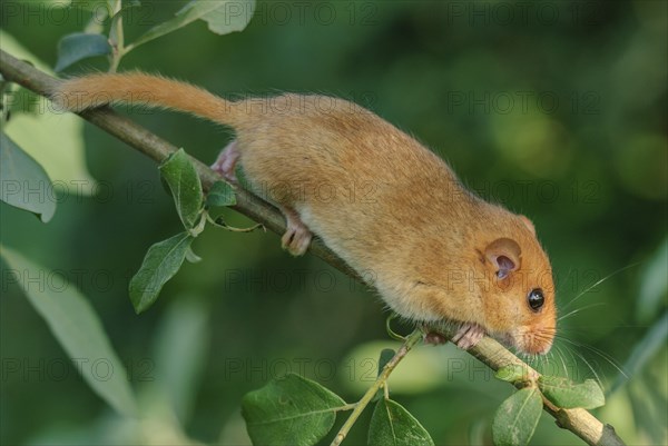 Female common dormouse (Muscardinus avellanarius) on a branch in bushy vegetation. bas rhin Alsace,