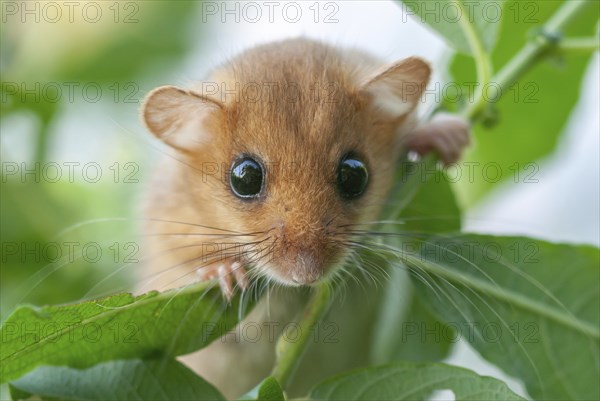 Female common dormouse (Muscardinus avellanarius) on a branch in bushy vegetation. bas rhin Alsace,