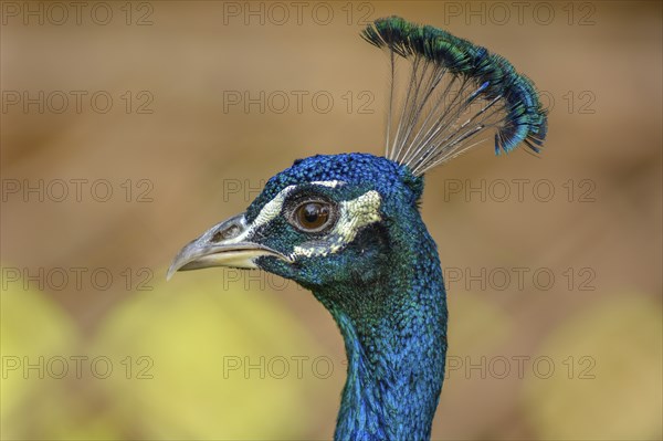 Portrait of a male blue peacock (Pavo cristatus) in a garden. Ouarzazate, Draa-Tafilalet, Morocco,