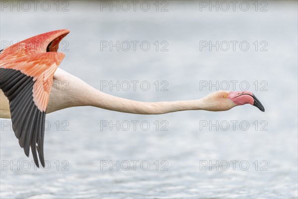 Flamingos (Phoenicopterus roseus) in flight from a pond. Saintes Maries de la Mer, Parc naturel
