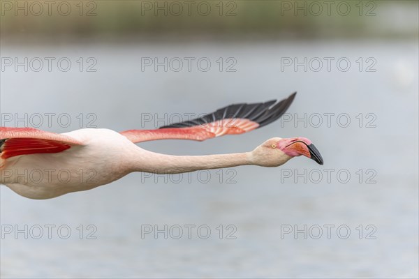 Flamingos (Phoenicopterus roseus) in flight from a pond. Saintes Maries de la Mer, Parc naturel