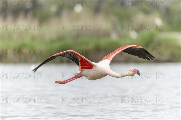 Flamingos (Phoenicopterus roseus) in flight from a pond. Saintes Maries de la Mer, Parc naturel
