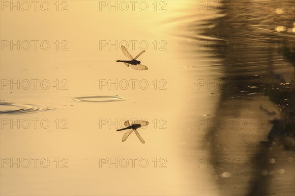 A dragon fly lays its eggs while hovering over the water of a moor. Bas Rhin, Alsace, France,
