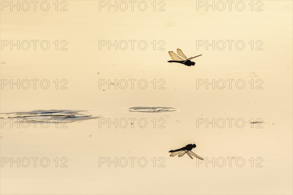 A dragon fly lays its eggs while hovering over the water of a moor. Bas Rhin, Alsace, France,