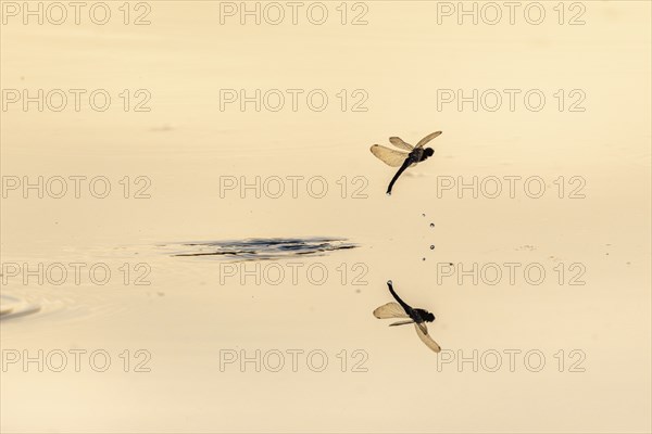 A dragon fly lays its eggs while hovering over the water of a moor. Bas Rhin, Alsace, France,