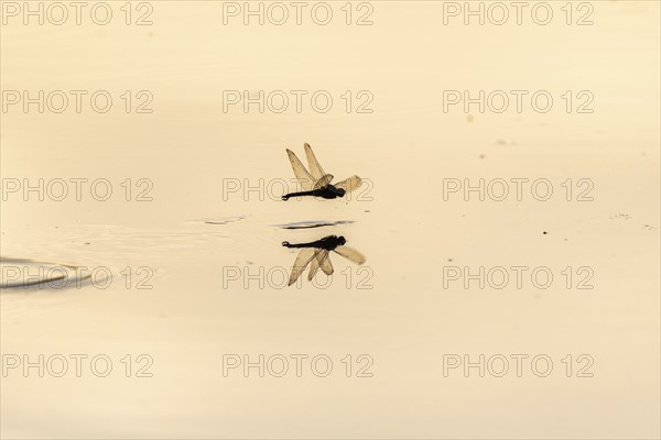 A dragon fly lays its eggs while hovering over the water of a moor. Bas Rhin, Alsace, France,