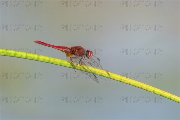 Male scarlet crocothemis (Crocothemis erythraea) perched on a rush stem. Bas Rhin, Alsace, France,