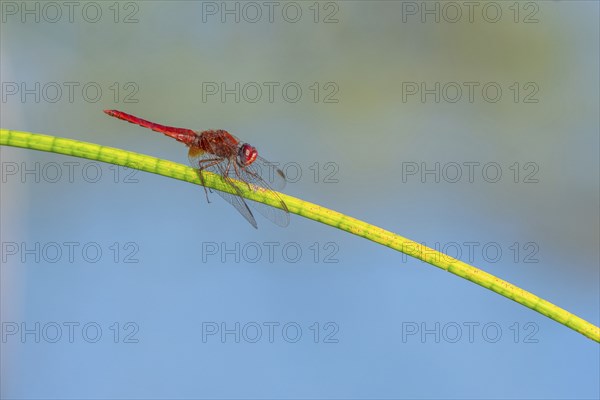 Male scarlet crocothemis (Crocothemis erythraea) perched on a rush stem. Bas Rhin, Alsace, France,