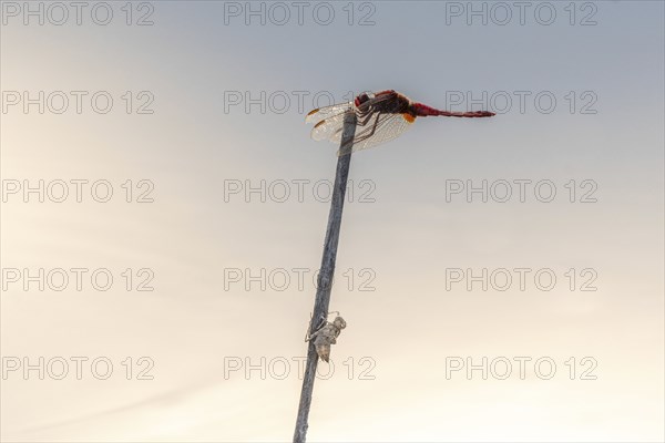 Male scarlet crocothemis (Crocothemis erythraea) perched on a reed stem. Bas Rhin, Alsace, France,