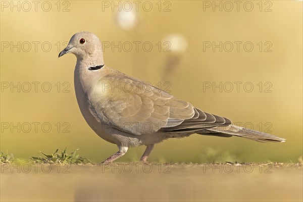 Eurasian collared dove (Streptopelia decaocto) foraging, Kiskunsag National Park, Hungary, Europe