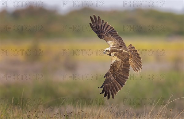 Western marsh-harrier (Circus aeruginosus) medium-sized bird of prey, female hunting over flowering