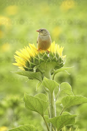 Ortolan bunting (Emberiza hortulana) Long-distance migrant, colourful and warmth-loving bird,