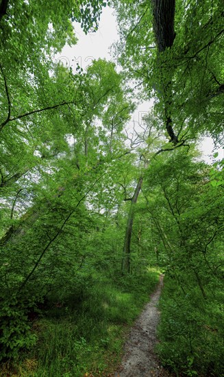 Trees in the Colbitz Linden Forest in the Colbitz-Letzlinger Heide, Colbitz, Saxony-Anhalt,