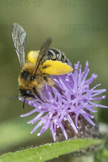 Pollen-laden honey bee (Apis mellifera), Emsland, Lower Saxony, Germany, Europe