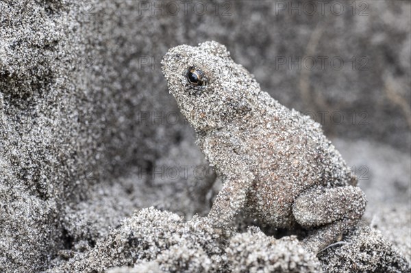 Young natterjack toad (Epidalea calamita), Emsland, Lower Saxony, Germany, Europe