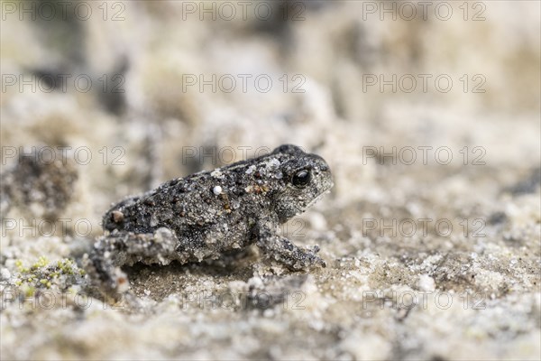 Young natterjack toad (Epidalea calamita), Emsland, Lower Saxony, Germany, Europe
