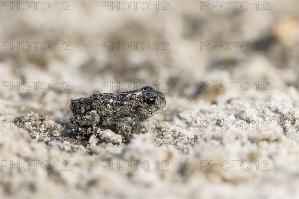 Young natterjack toad (Epidalea calamita), Emsland, Lower Saxony, Germany, Europe