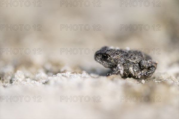 Young natterjack toad (Epidalea calamita), Emsland, Lower Saxony, Germany, Europe