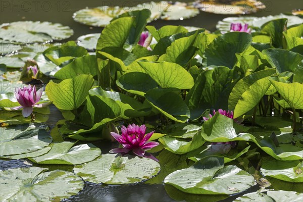 Water lilies (Nymphaea) in a rainwater retention basin in the vineyards that was created as a