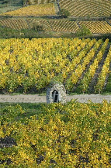 A scenic vineyard in autumn with rows of grapevines displaying vibrant yellow leaves and a small