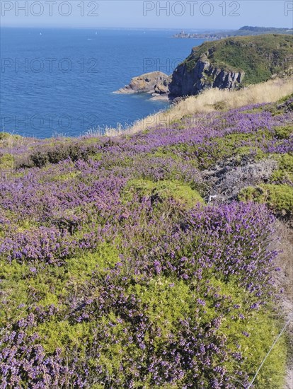 A scenic coastal view with purple heather, green foliage, and rugged cliffs overlooking a blue