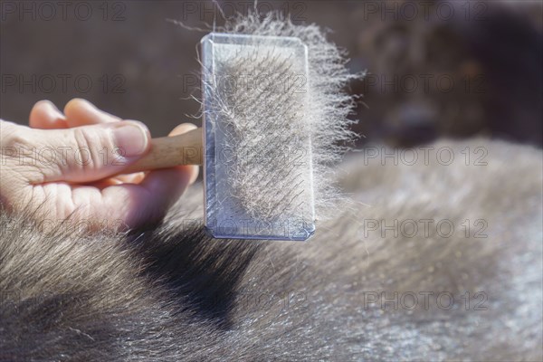 Close up of a woman's hand holding a brush full of dog hairs