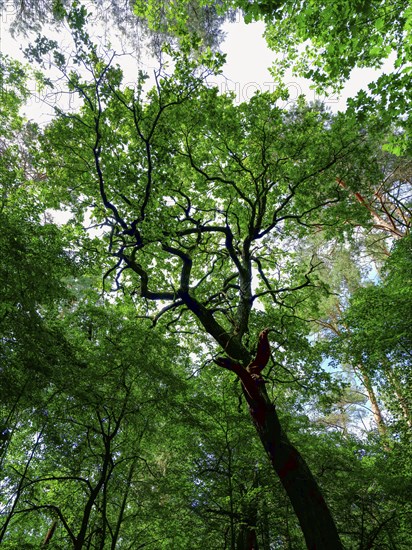 Trees in the Colbitz Linden Forest in the Colbitz-Letzlinger Heide, Colbitz, Saxony-Anhalt,