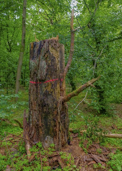 Tree stump in the Colbitz lime tree forest in the Colbitz-Letzlinger Heide, Colbitz, Saxony-Anhalt,