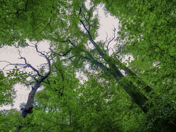 Trees in the Colbitz Linden Forest in the Colbitz-Letzlinger Heide, Colbitz, Saxony-Anhalt,