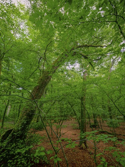 Trees in the Colbitz Linden Forest in the Colbitz-Letzlinger Heide, Colbitz, Saxony-Anhalt,