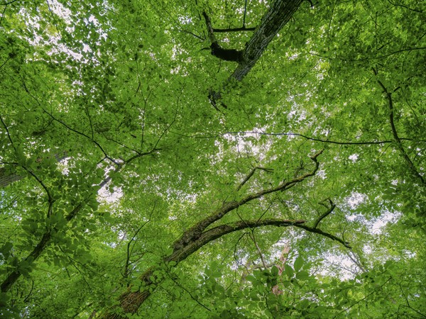 Trees in the Colbitz Linden Forest in the Colbitz-Letzlinger Heide, Colbitz, Saxony-Anhalt,