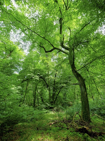 Trees in the Colbitz Linden Forest in the Colbitz-Letzlinger Heide, Colbitz, Saxony-Anhalt,