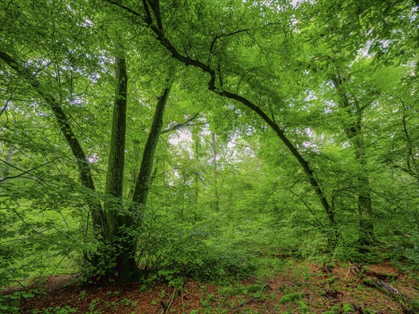 Trees in the Colbitz Linden Forest in the Colbitz-Letzlinger Heide, Colbitz, Saxony-Anhalt,