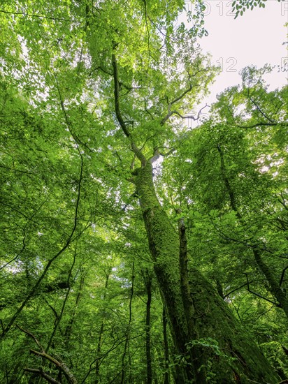 Trees in the Colbitz Linden Forest in the Colbitz-Letzlinger Heide, Colbitz, Saxony-Anhalt,
