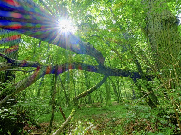 The sun shines in spectral colours between trees in the Colbitzer Lindenwald in the