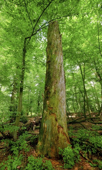 Trees in the Colbitz Linden Forest in the Colbitz-Letzlinger Heide, Colbitz, Saxony-Anhalt,