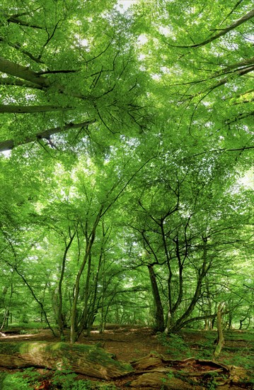 Trees in the Colbitz Linden Forest in the Colbitz-Letzlinger Heide, Colbitz, Saxony-Anhalt,