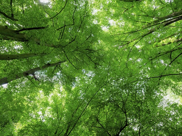 Trees in the Colbitz Linden Forest in the Colbitz-Letzlinger Heide, Colbitz, Saxony-Anhalt,